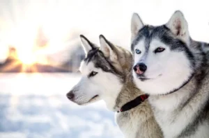 HUSKY