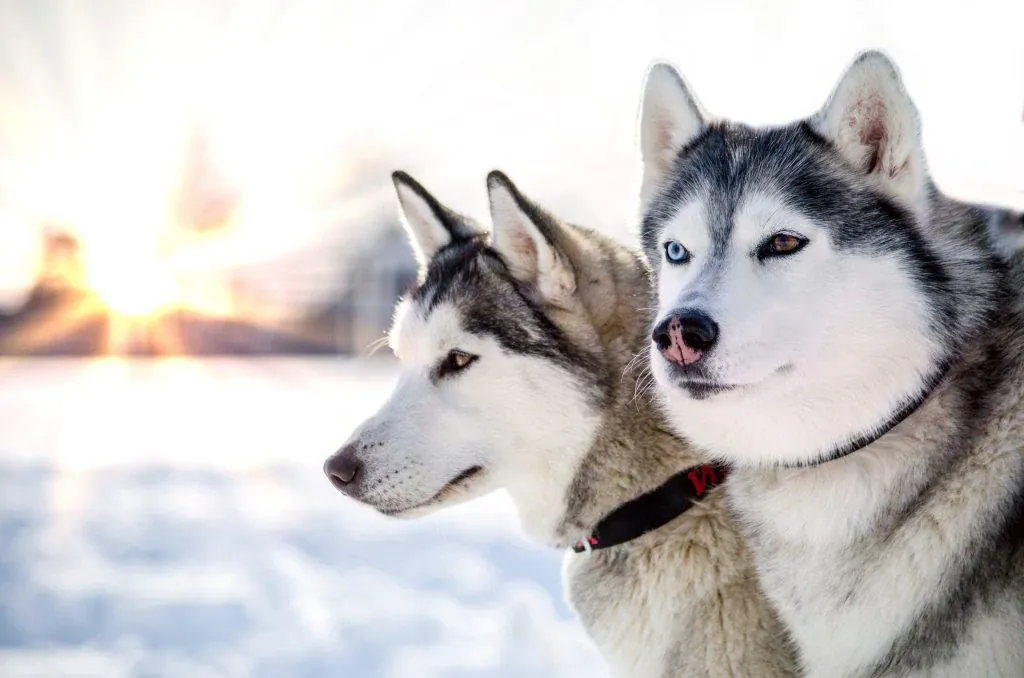 HUSKY