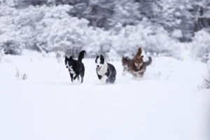 _MG_8106 (1)
