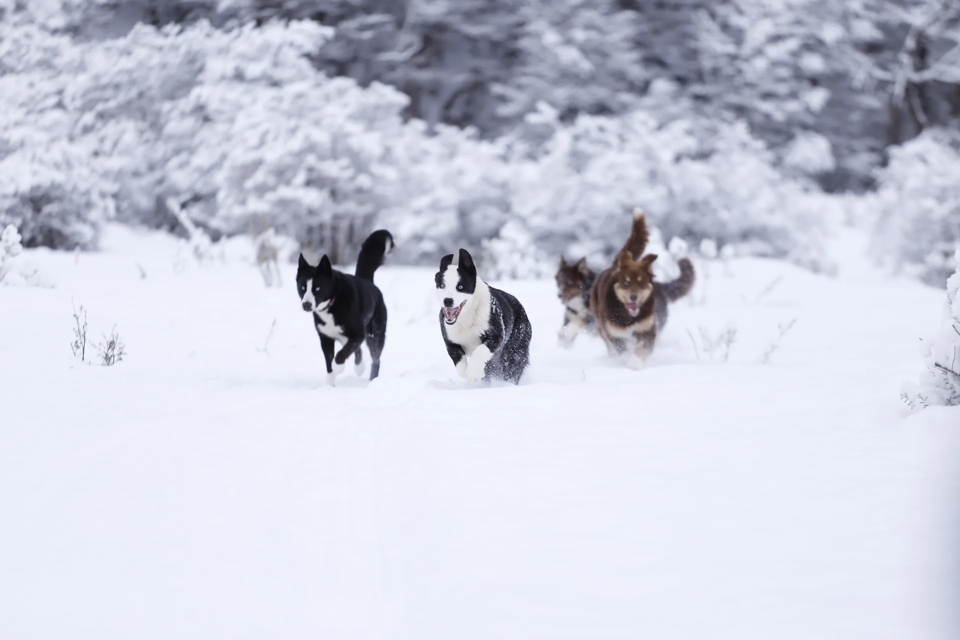 _MG_8106 (1)